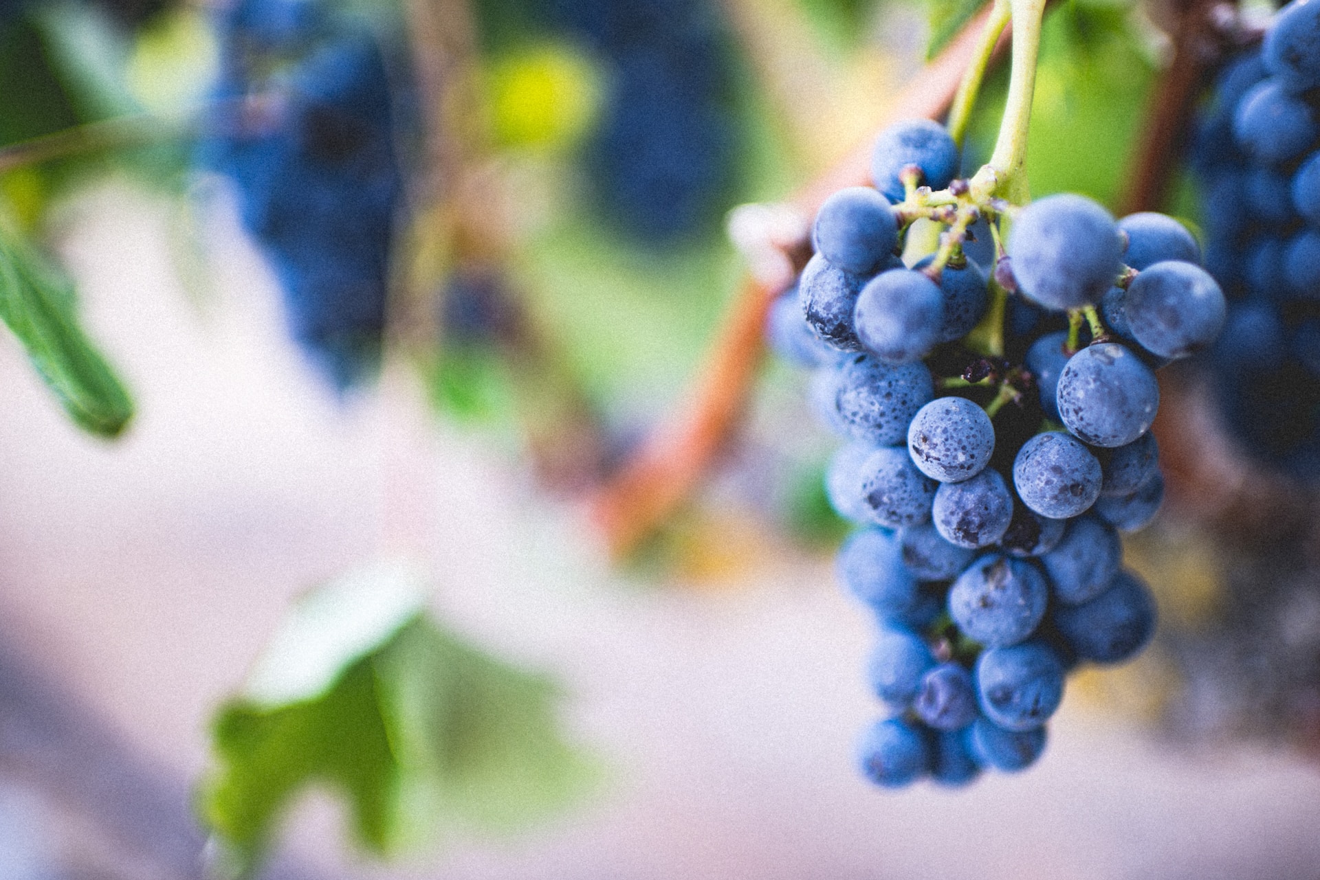 Quelle est la différence entre un vin bio et un vin nature ?